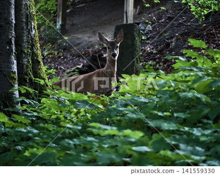 White-tailed deer doe standing in shaded forest undergrowth White-tailed deer doe standing in shaded forest undergrowth 141559330