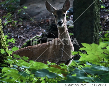 Whitetail doe standing alert in leafy forest undergrowth 141559331