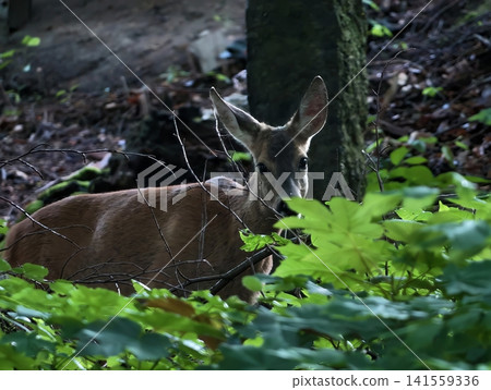 Young deer resting in shaded forest undergrowth Young deer resting in shaded forest undergrowth 141559336
