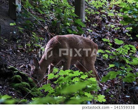 Roe deer grazing under woodland deck among green understory Roe deer grazing under woodland deck among green understory 141559338