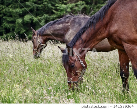 Two brown horses grazing in meadow near evergreen forest Two brown horses grazing in meadow near evergreen forest 141559364