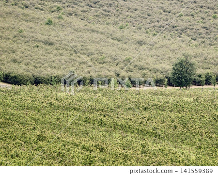 Hillside vineyard with dirt track and scattered trees Hillside vineyard with dirt track and scattered trees 141559389