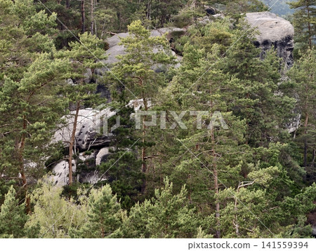 Pine forest growing around large granite rock outcrops Pine forest growing around large granite rock outcrops 141559394