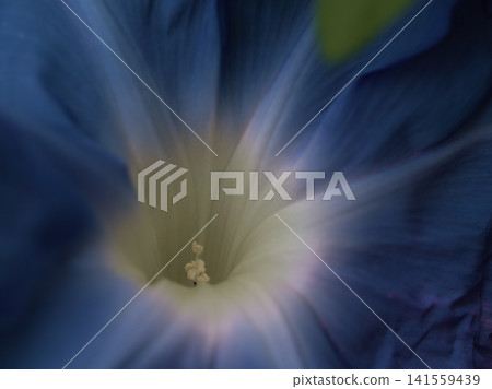 七月炎熱潮濕的天氣裡，色彩繽紛的牽牛花盛開了。 141559439