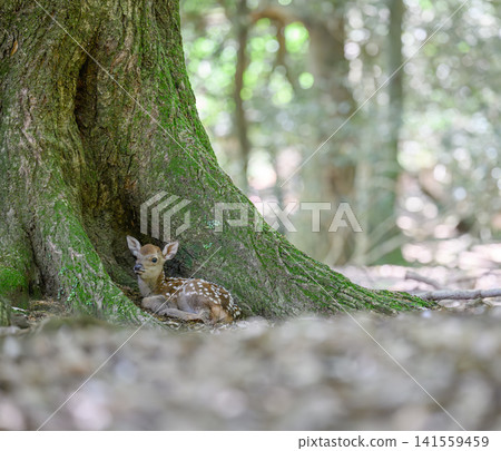 A wild fawn rests at the base of a large tree, signifying new life. A wild fawn rests at the base of a large tree, signifying new life. 141559459