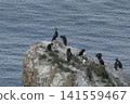 一幅自然的海鳥景象：鸕鶿和黑背鷗棲息在岩石上。 141559467