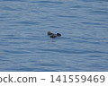 在基里塔普角觀察野生海獺、海洋和動物 141559469