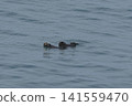 野生動物的短暫瞬間：生活在基里塔普角附近海域的海獺 141559470