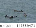 在基里塔普角，野生海獺從海面上躍出。 141559471