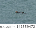北海道桐多普岬海獺的自然風光 141559472