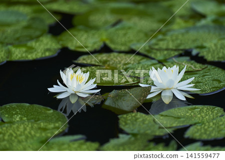 開花在公園池塘的白睡蓮花 開花在公園池塘的白睡蓮花 141559477