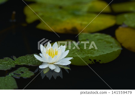 開花在公園池塘的白睡蓮花 開花在公園池塘的白睡蓮花 141559479