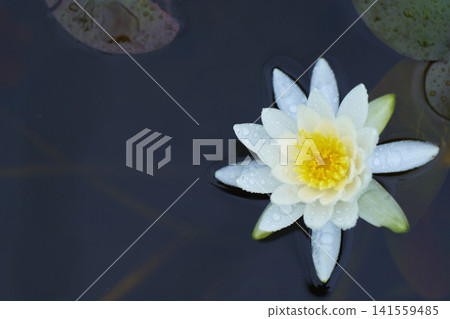 開花在公園池塘的白睡蓮花 開花在公園池塘的白睡蓮花 141559485