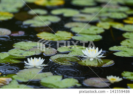 開花在公園池塘的白睡蓮花 141559486