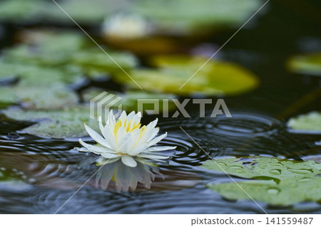 開花在公園池塘的白睡蓮花 開花在公園池塘的白睡蓮花 141559487