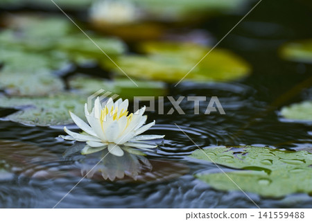 開花在公園池塘的白睡蓮花 141559488