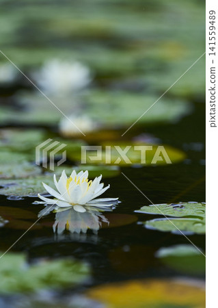 開花在公園池塘的白睡蓮花 141559489