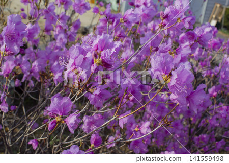Spring flowers, full bloom of azaleas. Azalea flowers to mark the beginning of spring. Flowers botanical garden. 141559498