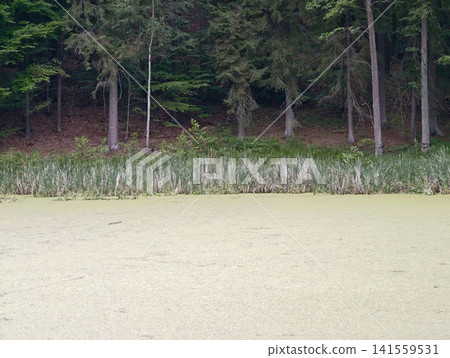 Calm pond covered in duckweed with forest shoreline Calm pond covered in duckweed with forest shoreline 141559531