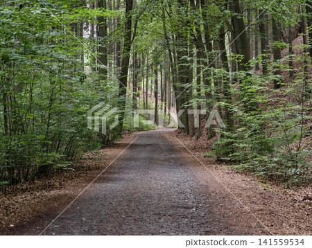 Forest trail through dense green woodland Forest trail through dense green woodland 141559534