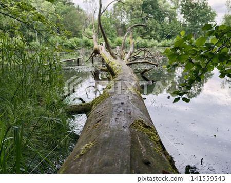 Mossy fallen tree stretching over calm forest pond 141559543