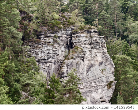 Limestone cliff face rising from dense evergreen forest Limestone cliff face rising from dense evergreen forest 141559545