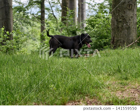 Black dog standing in forest clearing Black dog standing in forest clearing 141559550