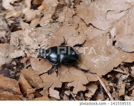 Shiny black beetle crawling on dry oak leaves Shiny black beetle crawling on dry oak leaves 141559555