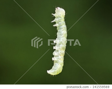 Green caterpillar suspended on silk thread against blurred green background Green caterpillar suspended on silk thread against blurred green background 141559569