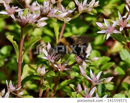 Bumblebee feeding on small pink succulent flowers in leafy garden 141559571