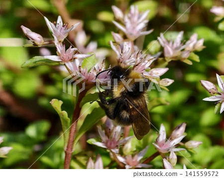 Bumblebee feeding on pale pink succulent flowers in sunlit garden Bumblebee feeding on pale pink succulent flowers in sunlit garden 141559572