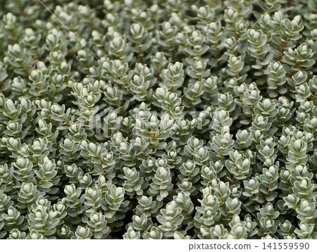 Dense patch of small variegated succulent groundcover Dense patch of small variegated succulent groundcover 141559590