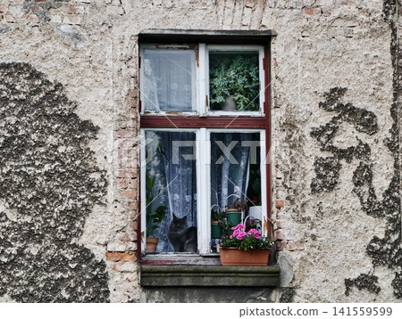 Old plaster wall with window, potted plants and cat silhouette Old plaster wall with window, potted plants and cat silhouette 141559599
