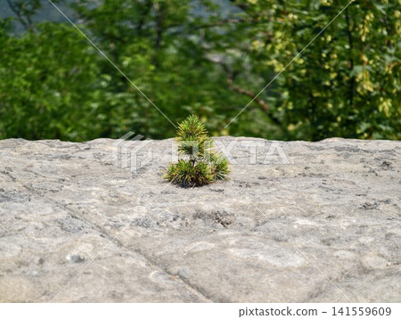 Tiny pine seedling growing from rocky cliff edge 141559609