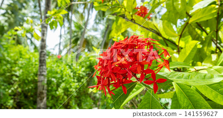 Bright red ixora flower cluster blooming against lush green tropical jungle foliage natural light. Perfect nature botanical closeup landscape. Fresh exotic outdoors wellness scenic Bright red ixora flower cluster blooming against lush green tropical jungle foliage natural light. Perfect nature botanical closeup landscape. Fresh exotic outdoors wellness scenic 141559627