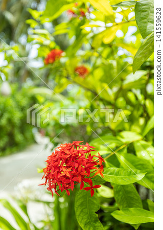 Red ixora flowers blooming on green shrub in sunlit tropical garden lush natural foliage. Perfect nature botanical closeup landscape. Fresh exotic outdoors wellness vibrant scenic Red ixora flowers blooming on green shrub in sunlit tropical garden lush natural foliage. Perfect nature botanical closeup landscape. Fresh exotic outdoors wellness vibrant scenic 141559628