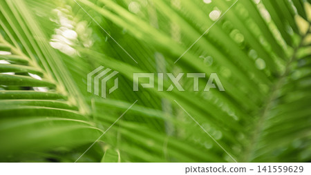 Backlit green palm frond with sunlight glowing through leaves lush tropical natural closeup. Perfect nature botanical landscape pattern. Fresh exotic outdoors wellness vivid scenic 141559629