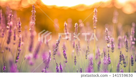 Dreamy lavender field glowing at golden sunset with warm backlight over purple blooms soft haze. Perfect summer nature landscape countryside. Peaceful rural outdoors wellness scenic Dreamy lavender field glowing at golden sunset with warm backlight over purple blooms soft haze. Perfect summer nature landscape countryside. Peaceful rural outdoors wellness scenic 141559630