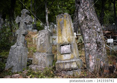 Three weathered stone gravestones covered in lichen next to a tree trunk. Old abandoned cemetery with overgrown grass and vintage monuments. Historical graveyard landscape Three weathered stone gravestones covered in lichen next to a tree trunk. Old abandoned cemetery with overgrown grass and vintage monuments. Historical graveyard landscape 141559741