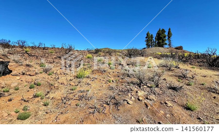 A Beautiful Scenic Landscape Featuring Resilient Flora Thriving in an Arid Environment A Beautiful Scenic Landscape Featuring Resilient Flora Thriving in an Arid Environment 141560177
