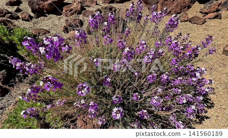 Stunningly Beautiful Wildflowers Blooming Vividly Against Rocky Terrain in Nature Stunningly Beautiful Wildflowers Blooming Vividly Against Rocky Terrain in Nature 141560189