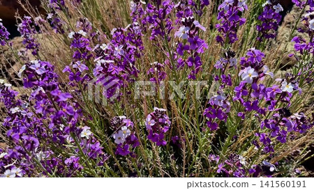 Vibrant Purple Wildflowers are Blooming in the Splendor of Natures Beauty and Diversity Vibrant Purple Wildflowers are Blooming in the Splendor of Natures Beauty and Diversity 141560191