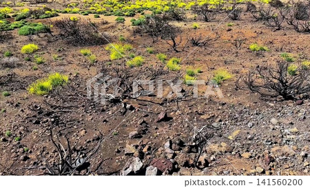 The Vibrant Recovery Process of the Ecosystem After a Wildfire in an Arid Landscape 141560200
