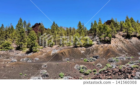 A lush pine forest against a volcanic landscape, ideal for exploration and adventure A lush pine forest against a volcanic landscape, ideal for exploration and adventure 141560308