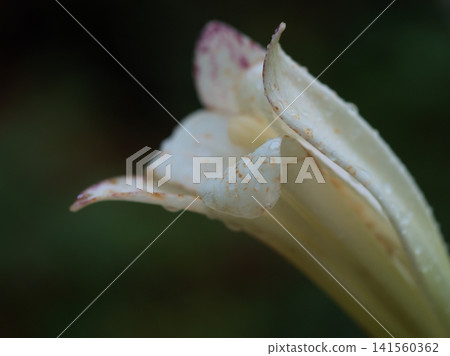 The delicate white flowers of the Ubayuri lily bloomed in the rainy month of July. The delicate white flowers of the Ubayuri lily bloomed in the rainy month of July. 141560362