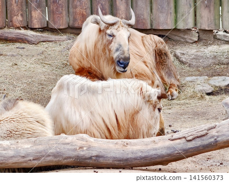 Mother calf bonding. Image captures calm moment of maternal care and close bonding in protected habitat Mother calf bonding. Image captures calm moment of maternal care and close bonding in protected habitat 141560373