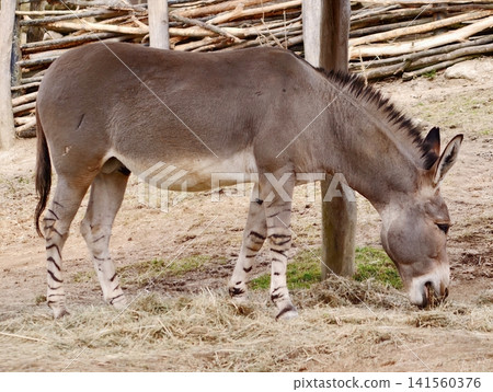 Serene donkey with distinctive striped legs grazing calmly amidst rural farm scenery and natural grass Serene donkey with distinctive striped legs grazing calmly amidst rural farm scenery and natural grass 141560376