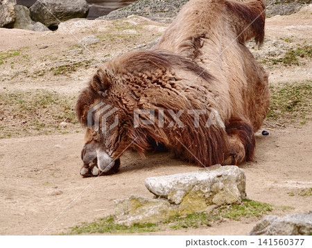 Tranquil scene of Bactrian camel taking peaceful midday nap surrounded by rocky environment in zoo Tranquil scene of Bactrian camel taking peaceful midday nap surrounded by rocky environment in zoo 141560377