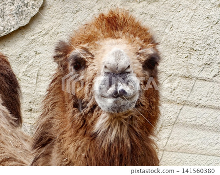 Sunlit textured wall highlights curious camel face. Cozy zoo setting features curious camel with shaggy fur Sunlit textured wall highlights curious camel face. Cozy zoo setting features curious camel with shaggy fur 141560380