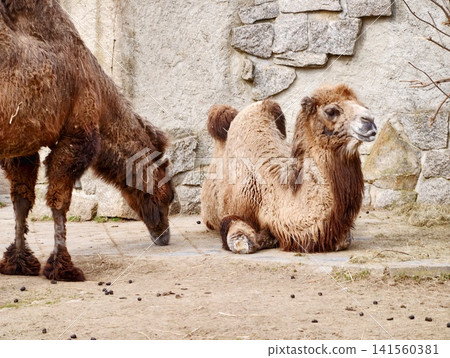 Young Bactrian with adult nearby. Juvenile Bactrian camel lounging beside mature companion peacefully Young Bactrian with adult nearby. Juvenile Bactrian camel lounging beside mature companion peacefully 141560381